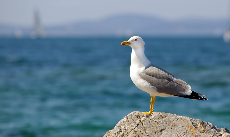 Plan Gaviota